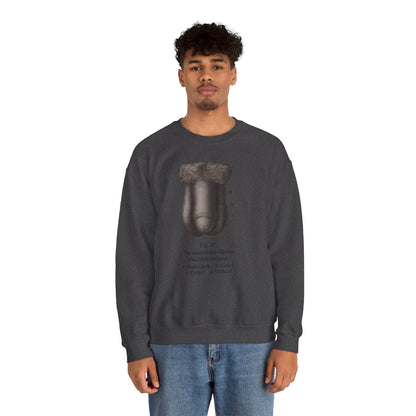 Anatomie Sweatshirt – Fig. 87: Die männlichen äußeren Geschlechtsorgane | Bildungswitz & Stil - True Insights